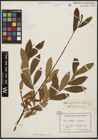 Foto von Salix aegyptiaca L. x Salix elbursensis Boiss.